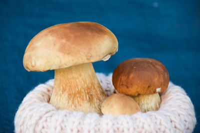 Close-up of mushrooms