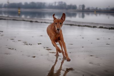 Portrait of dog on beach