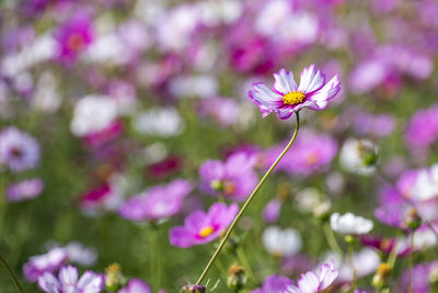 Close-up of pink cosmos flowers