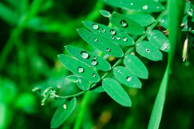 Close-up of raindrops on plant