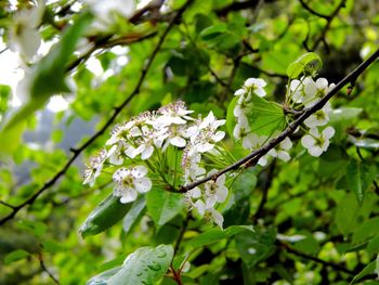 Close up of white flowers blooming on tree