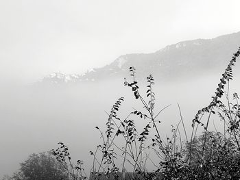 Scenic view of tree against sky during foggy weather