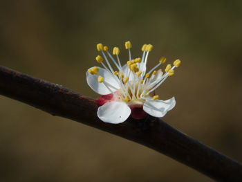 Close-up of cherry blossom on branch