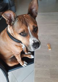 Pitbull dog is waiting to eat his snack. dog sitting on the chair