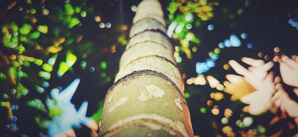 Low angle view of bamboo trees