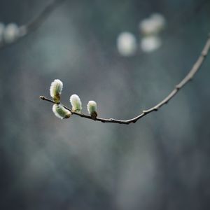 The branches in winter