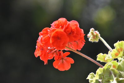 Close-up of red rose flowers