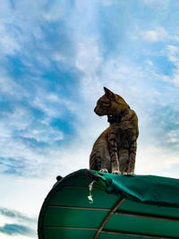 Low angle view of a cat sitting against sky