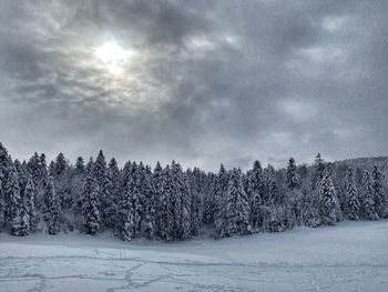 Plants on snow covered land against sky