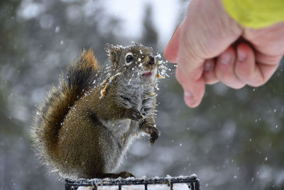 Cropped hand of man feeding squirrel