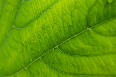 Close-up of green leaves