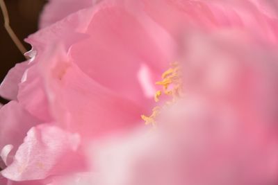 Close-up of pink flowers