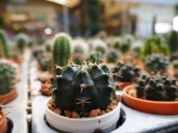 Close-up of succulent plant in pot