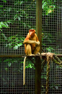 Monkey sitting in cage