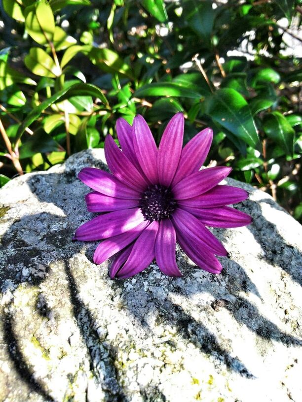 flower, petal, flower head, fragility, freshness, single flower, pink color, beauty in nature, growth, nature, pollen, close-up, blooming, focus on foreground, plant, outdoors, high angle view, no people, day, sunlight