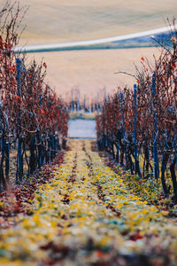 Footpath amidst trees on field during autumn