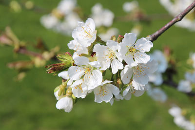 Close-up of white cherry blossoms in spring