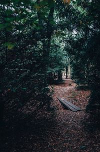 Trees growing in forest