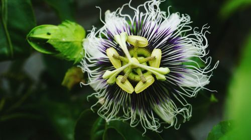 Close-up of purple flowering plant