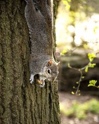 Close-up of squirrel on tree trunk