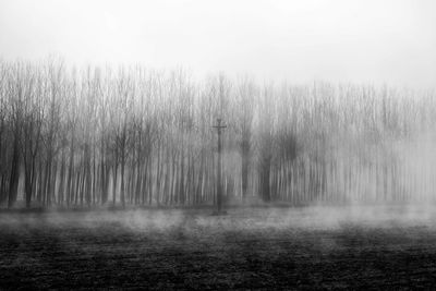 Trees in forest during foggy weather