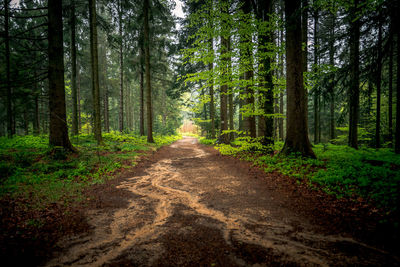 Dirt road passing through forest