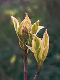 Close-up of flower bud growing outdoors