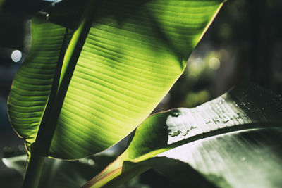 Close-up of green leaves