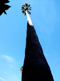 Low angle view of palm tree against blue sky