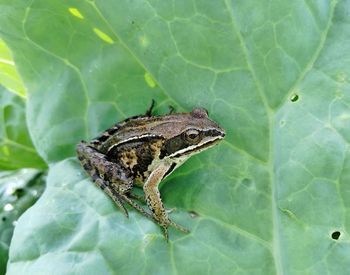 Close-up of insect on leaf