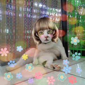 Portrait of a cat