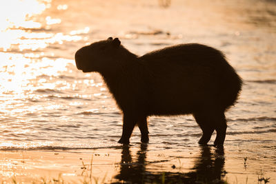 Side view of silhouette capybara on lakeshore during sunset