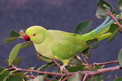 Close-up of parrot perching on plant