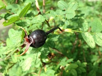 Close-up of insect on plant