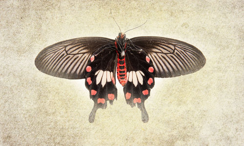 High angle view of butterfly