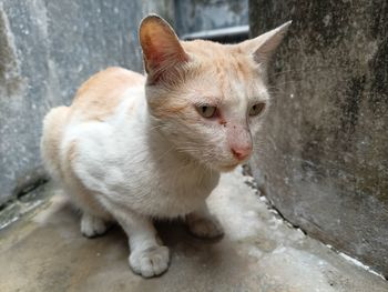 Close-up of cat looking away