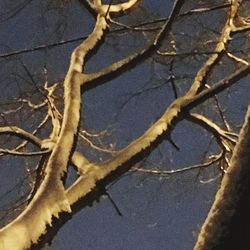 Close-up of bare tree branch