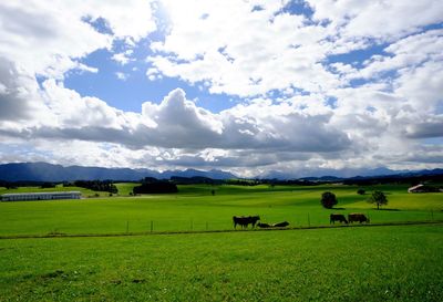 Scenic view of agricultural field against cloudy sky