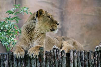 Cat relaxing in zoo