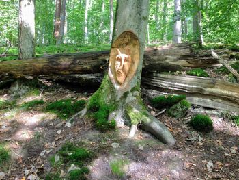 Tree trunk in forest