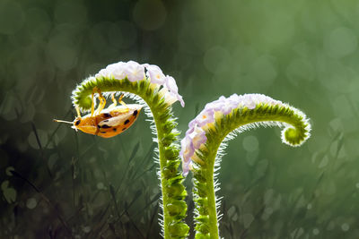 Tortoise beetle on wild flower