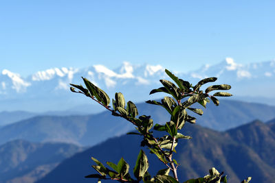 Close-up of plant against sky