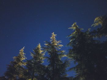 Low angle view of trees against clear sky at night