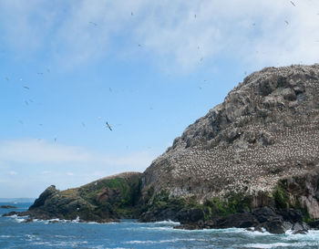 Flock of birds on rock against sea