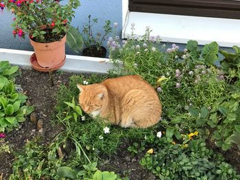 Cat by potted plants