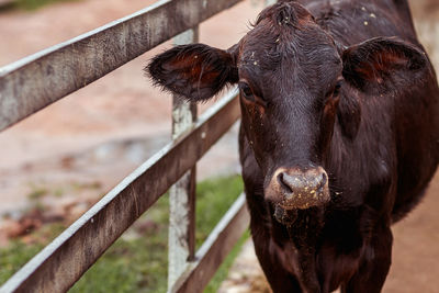 Close-up of cow