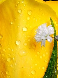 Close-up of wet yellow flower