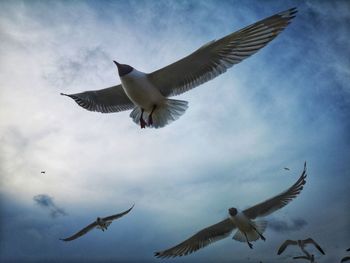 Low angle view of seagulls flying in sky