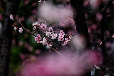 Close-up of pink cherry blossoms in spring