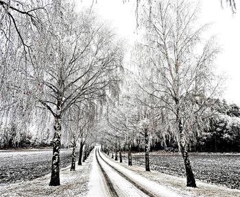 Road amidst bare trees against sky during winter